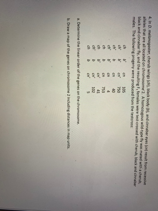 Solved 4. In D. Melanogaster, Cherub Wings (ch), Black Body | Chegg.com