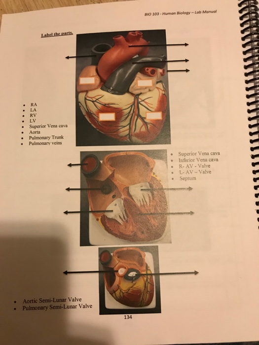 Solved BIO 103 Human Biology Lab Manual Label the parts .