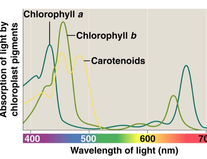 absorption spectrum of chlorophyll a and b and carotenoids