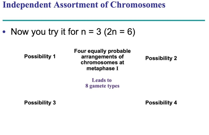 Solved Independent Assortment Of Chromosomes Now You Tr Chegg Com