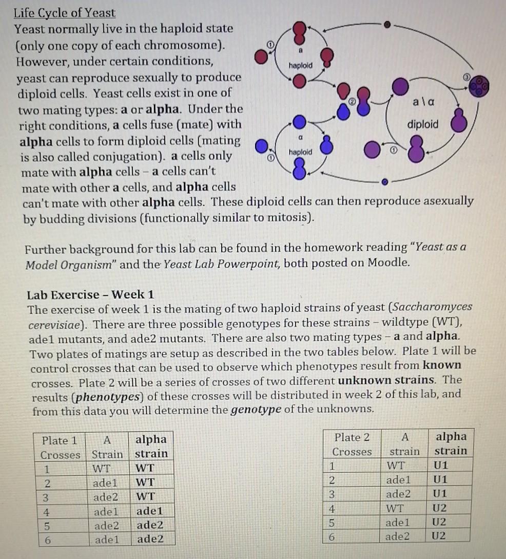 Solved YEAST LAB BIOS 1081 Background Yeast are
