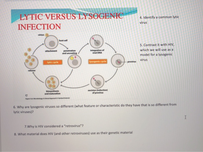 Solved LYTIC VERSUS LYSOGENIC INFECTION 4. Identify a common