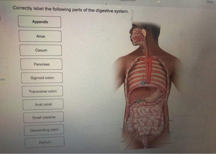 rectum and anus digestive system