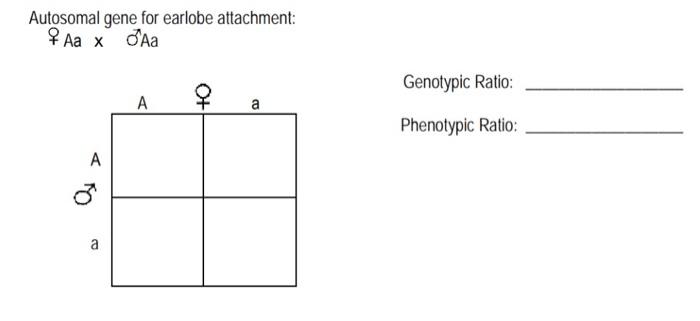 Solved This question is the answer to the first Punnett | Chegg.com