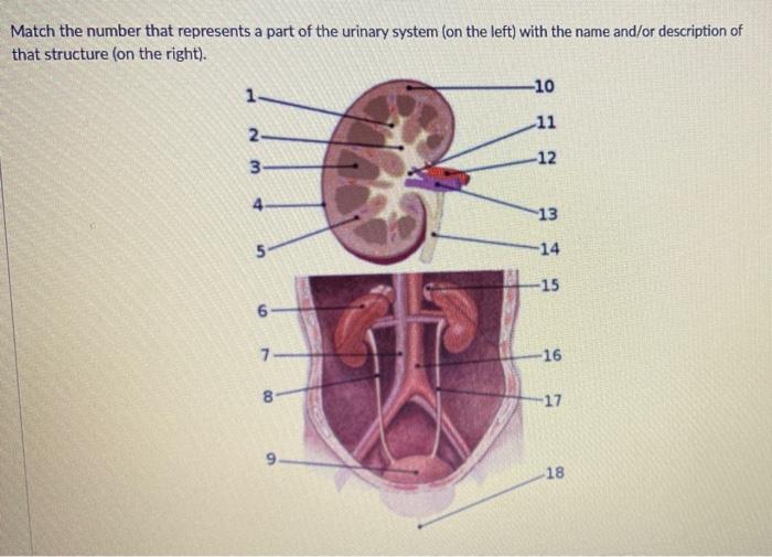 Solved Match the number that represents a part of the | Chegg.com