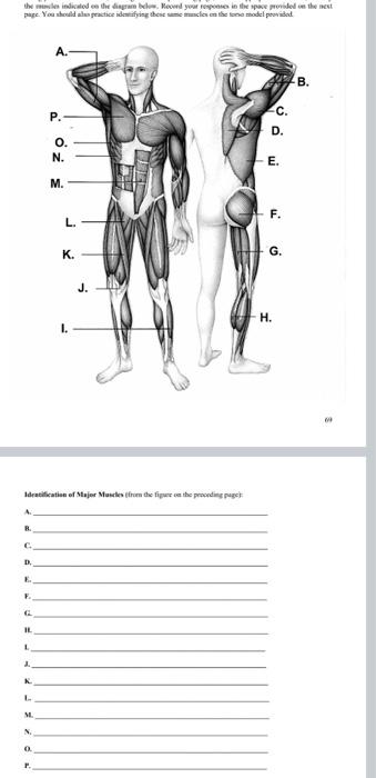 Solved Part III: Identifying Major Muscles of the Body Use | Chegg.com