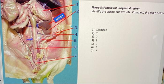 Solved 1 2 Figure 8: Female rat urogenital system Identify | Chegg.com