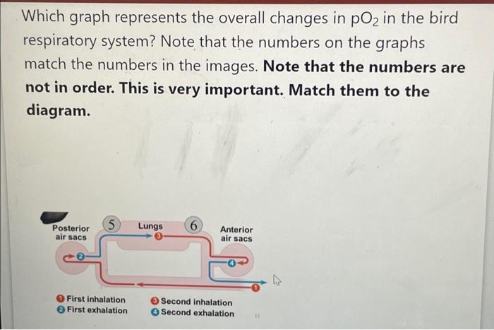 Solved Which graph represents the overall changes in pO₂ in | Chegg.com
