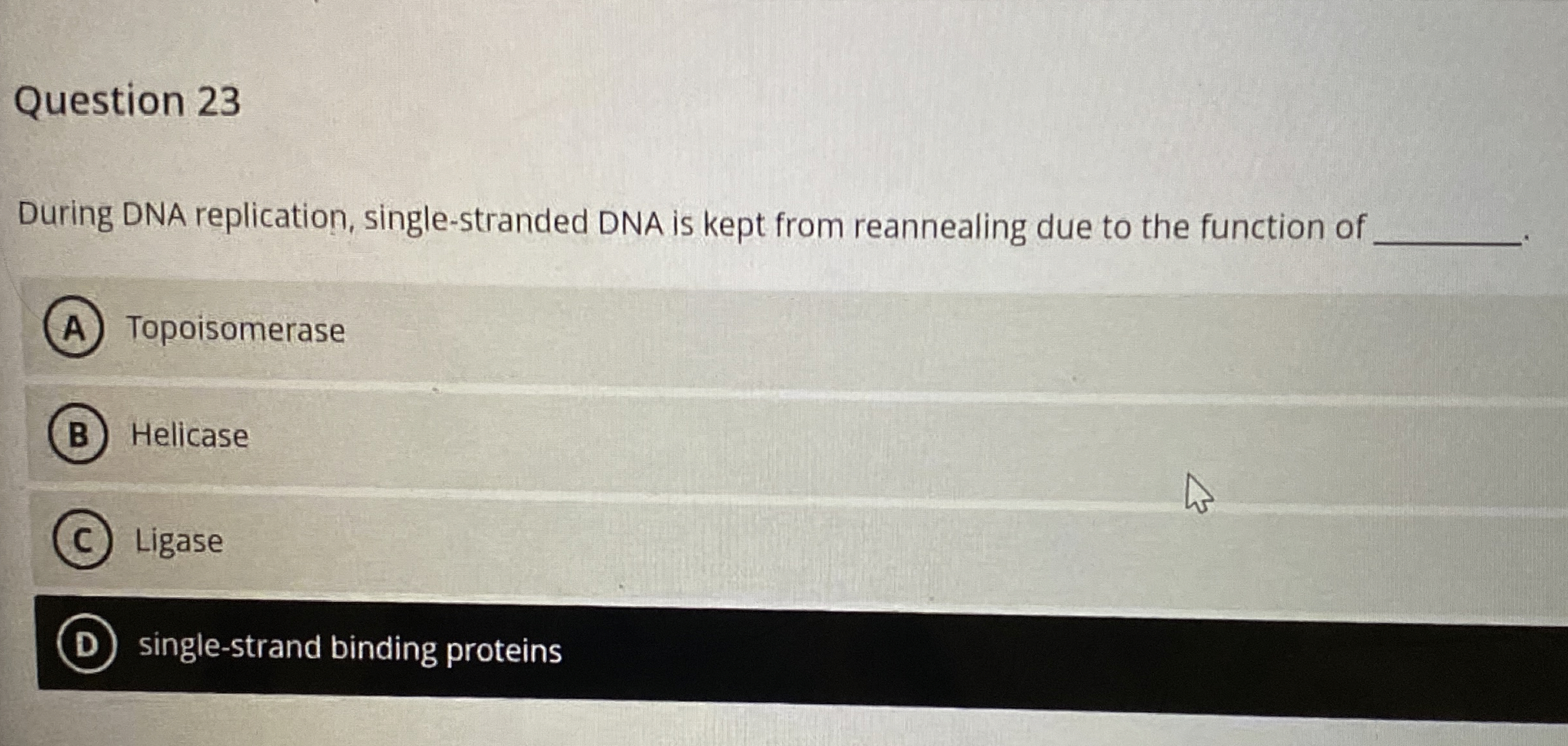 Solved Question 23During DNA replication, single-stranded | Chegg.com