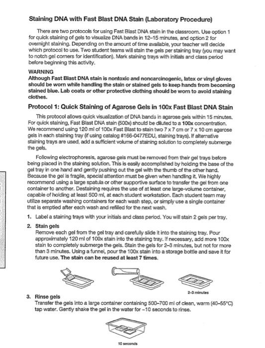 Solved Staining DNA with Fast Blast DNA Stain (Laboratory | Chegg.com