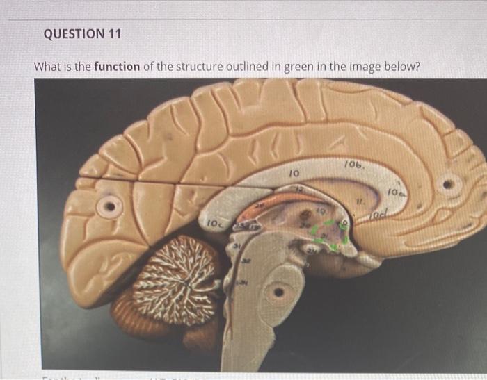 Solved QUESTION 11 What is the function of the structure | Chegg.com