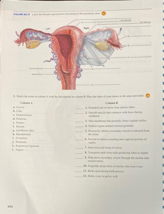 Solved Name LABORATORY ASSESSMENT Date Section 60 The | Chegg.com