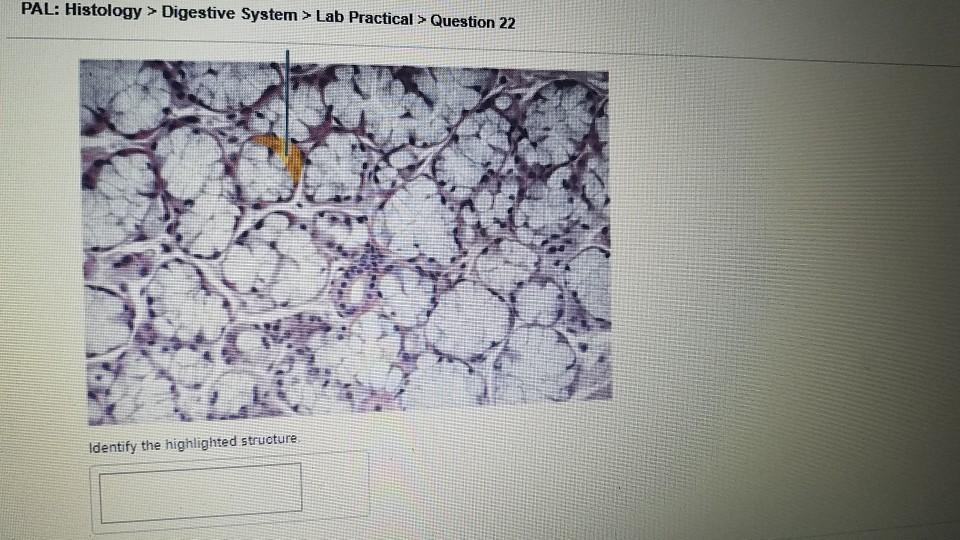 Solved PAL Histology > Digestive System > Lab Practical >