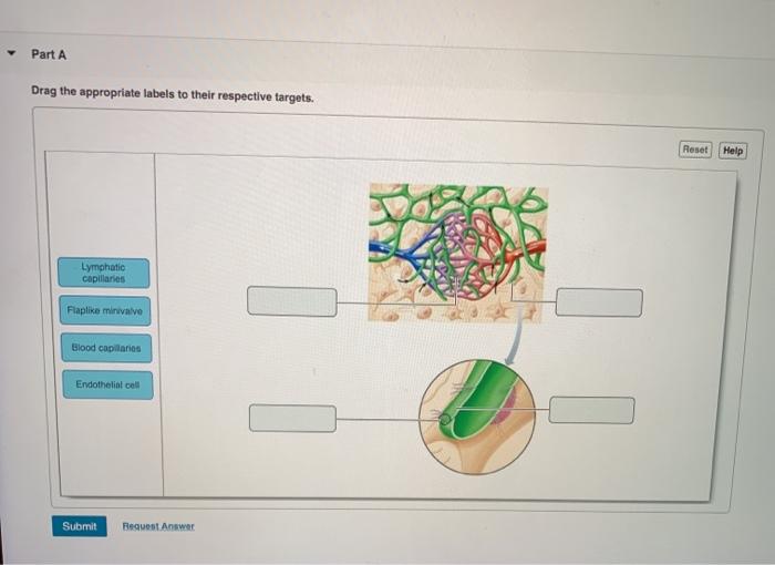 Solved Part A Drag the appropriate labels to their | Chegg.com