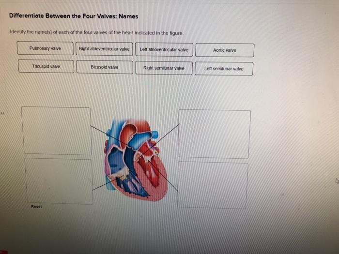 Solved Differentiate Between the Four Valves Names Identify
