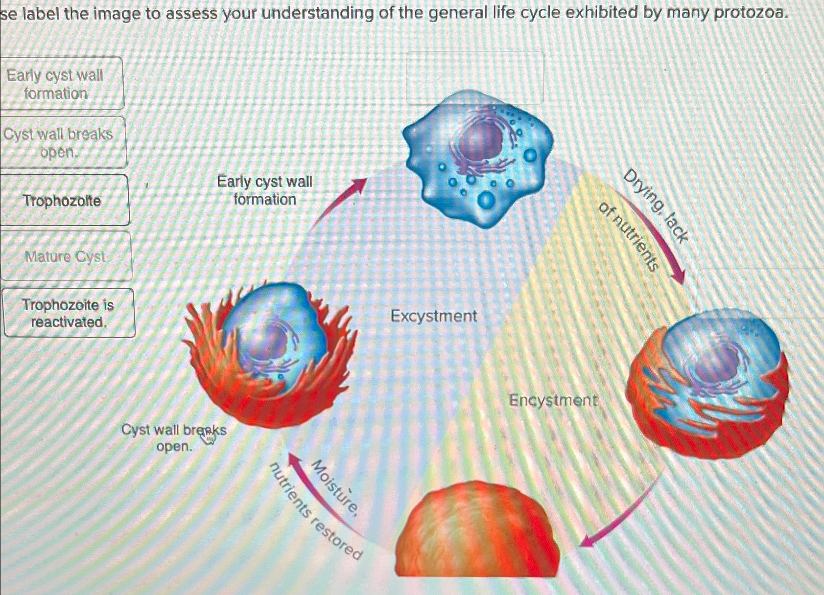 Solved se label the image to assess your understanding of Biology Diagrams
