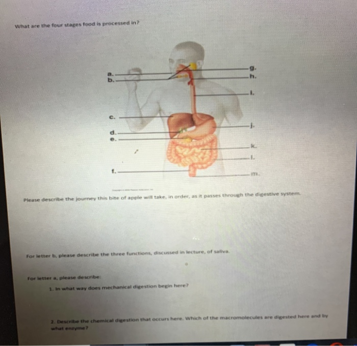 Solved What are the four stages food is processed in? h. m