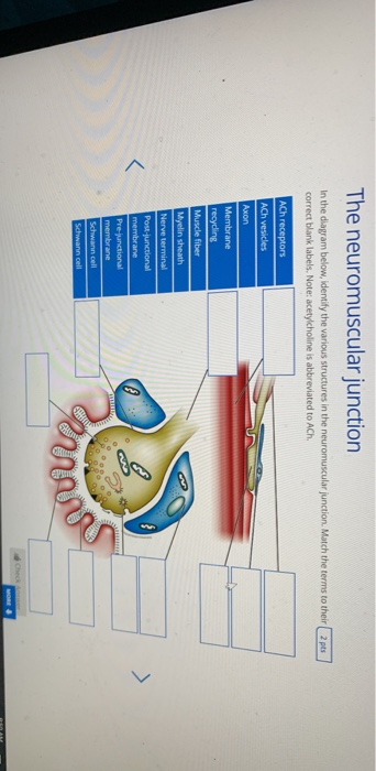 Solved: The Neuromuscular Junction In The Diagram Below, I... | Chegg.com