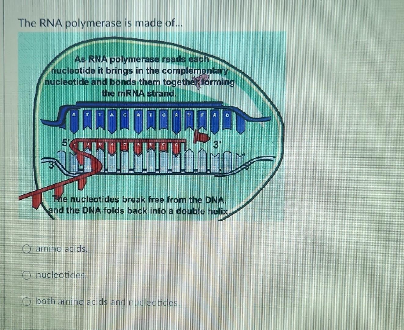 Solved The RNA polymerase is made of... amino acids.