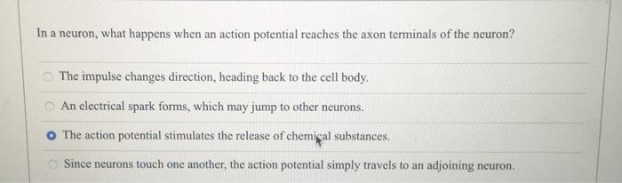 what happens when an action potential reaches the end of a neuron