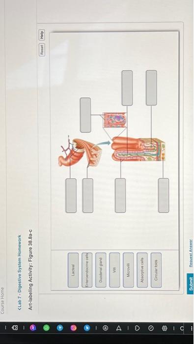 the digestive system homework