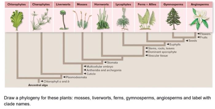 Solved Draw a phylogeny for these plants: mosses, | Chegg.com