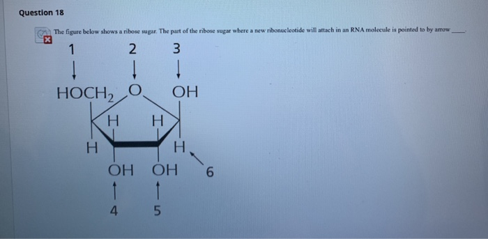 Solved Question 18 The Figure Below Shows A Ribose Sugar