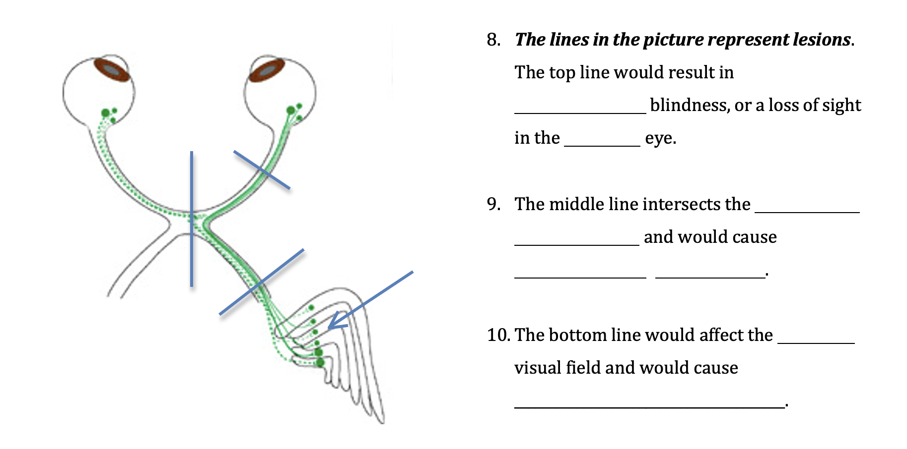 Solved 8. ﻿The lines in the picture represent lesions. The | Chegg.com