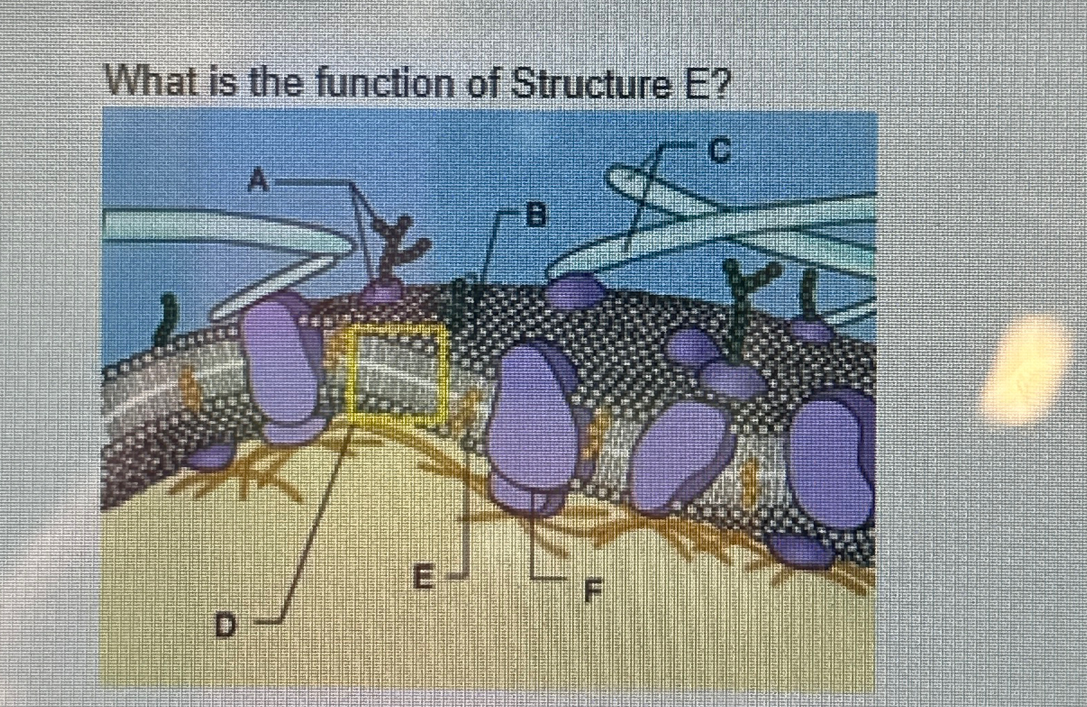 Solved What is the function of Structure E? | Chegg.com