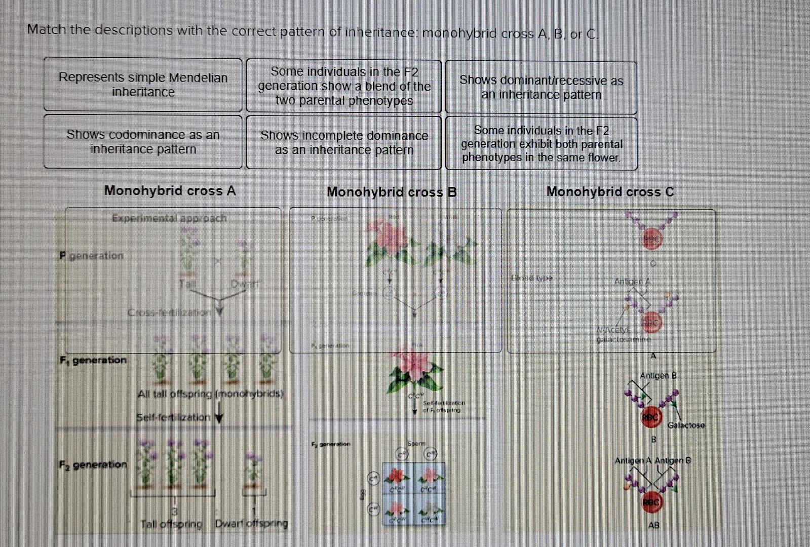 Solved Match the descriptions with the correct pattern of | Chegg.com