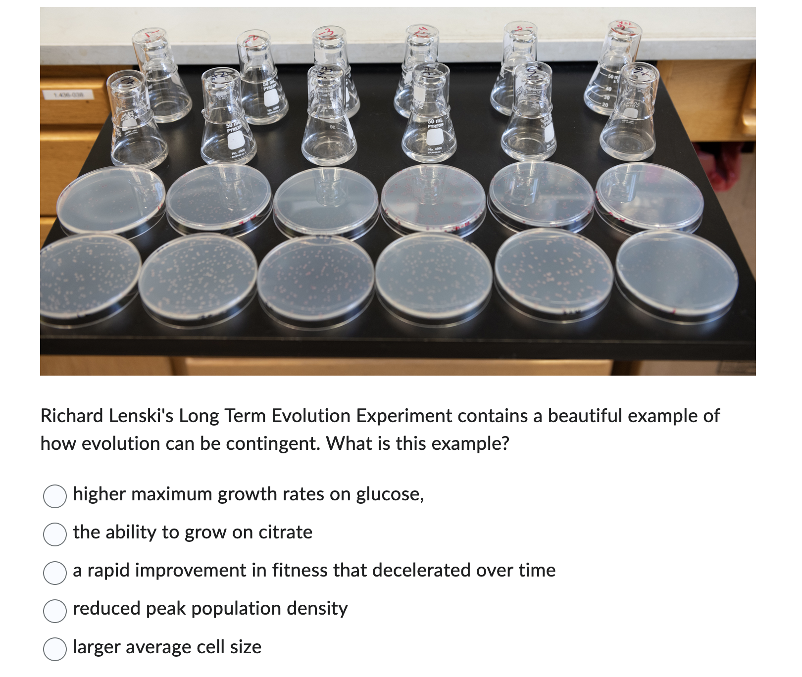 lenski experiment