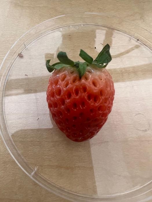 Solved Botany QuestionHow do these fleshy fruits dispers