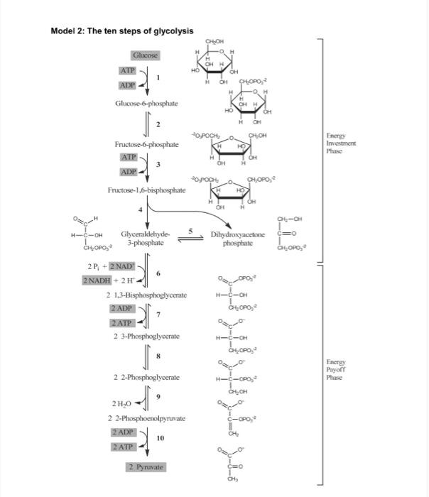 Solved Model 1: The three major fates of glucose Catabolism | Chegg.com