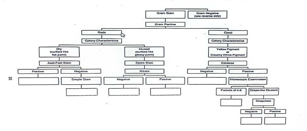 Solved could someone please help me finish this flow chart | Chegg.com