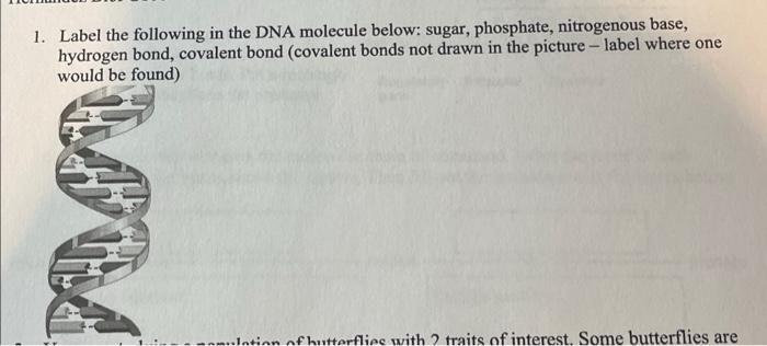 Solved 1. Label the following in the DNA molecule below: | Chegg.com