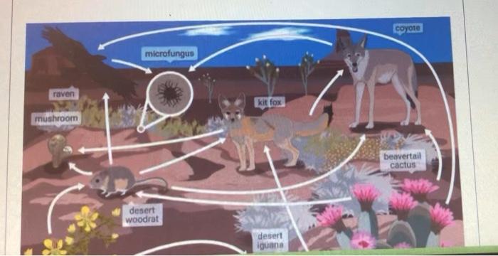 Solved coyote microfunguo raven kit fox mushroom beavertail | Chegg.com