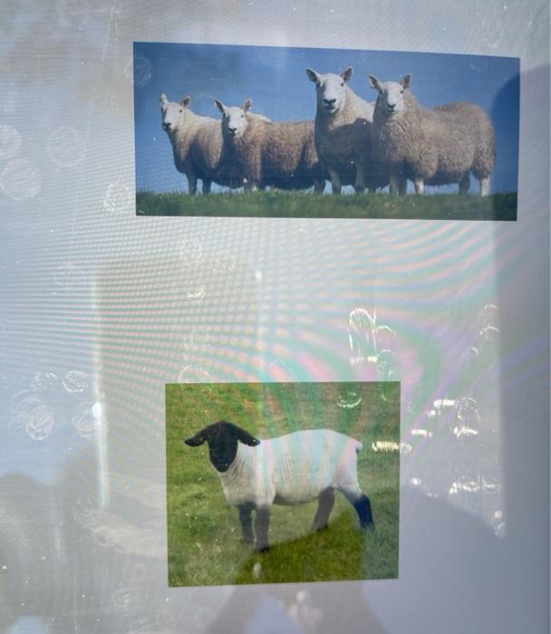 Solved name the breeds of sheep or goats in the pictures 