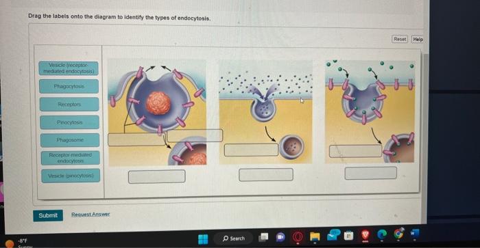 Solved Diffusion and osmosis are processes. During | Chegg.com