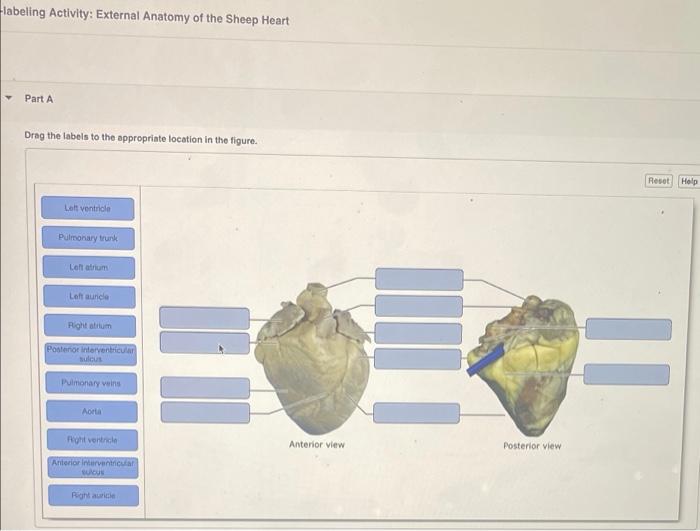 Solved Labeling Activity External Anatomy Of The Sheep 4117