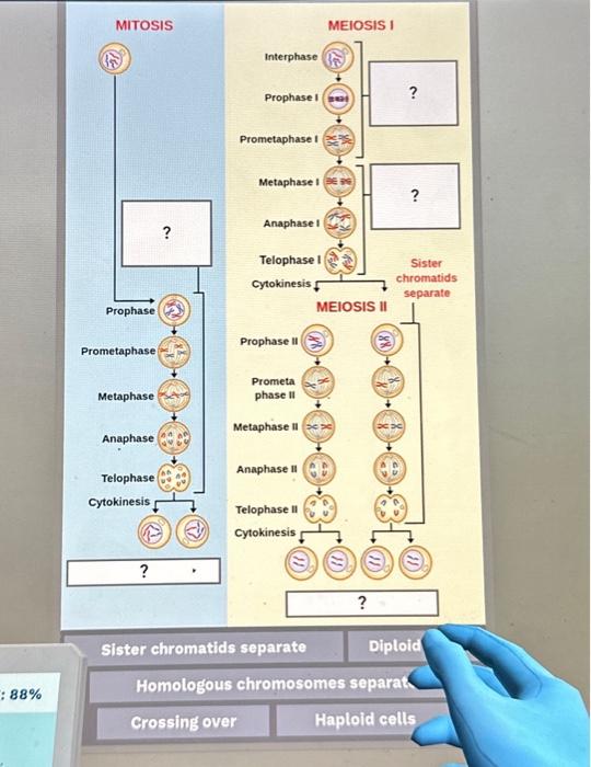 Solved Sister chromatids separate Diploid cells Homologous | Chegg.com