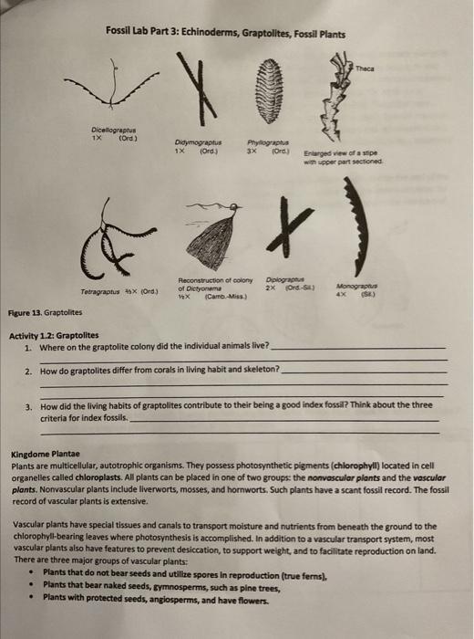 solved-fossil-lab-part-3-echinoderms-graptolltes-fossil-chegg