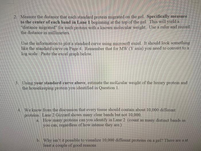 Solved Below is a photo of the class gel. Remember the