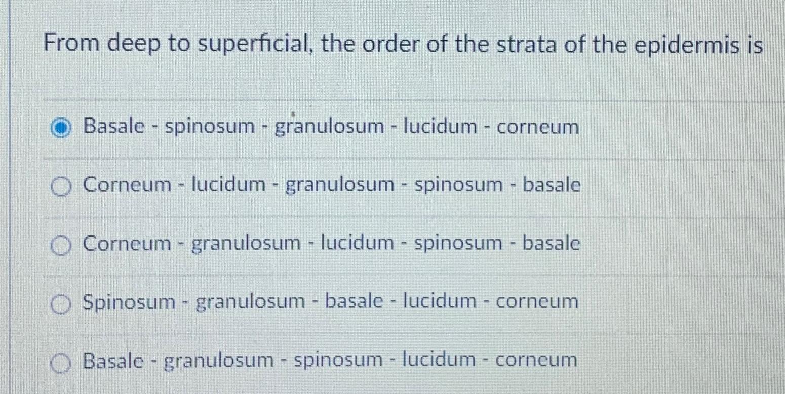 Solved From deep to superficial, the order of the strata of | Chegg.com