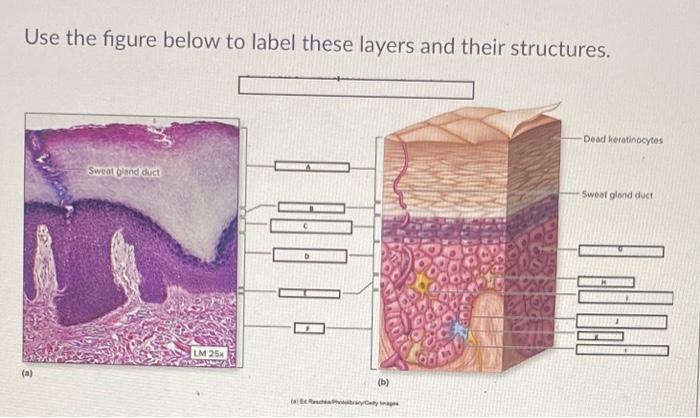 Solved Use the figure below to label these layers and their | Chegg.com