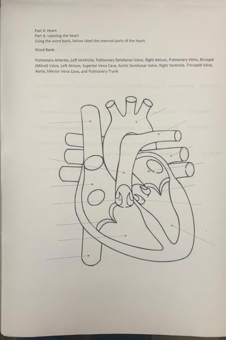 Solved Part I: Skeletal Muscles Part 9; Skeletal Muscles | Chegg.com