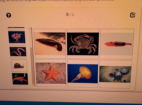 Solved Identify Activity Match The Phylum Name With The | Chegg.com