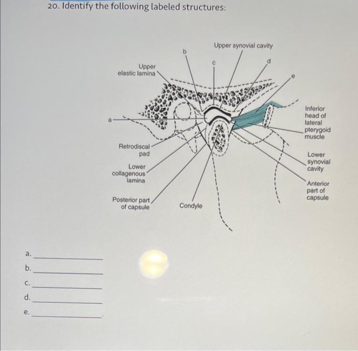 Solved 20. Identify The Following Labeled Structures: A. B. | Chegg.com