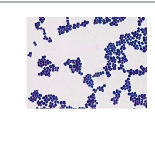 kindly help me to identify the unknown 4 organism | Chegg.com