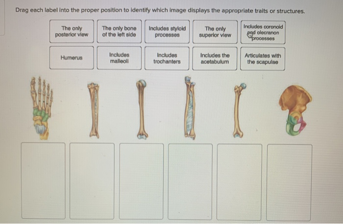 Solved: Drag Each Label Into The Proper Position To Identi ...