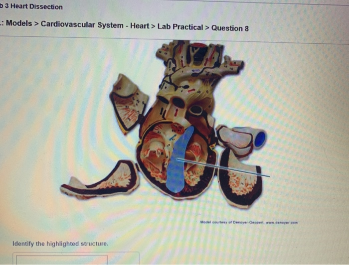 Solved b 3 Heart Dissection Models > Cardiovascular System